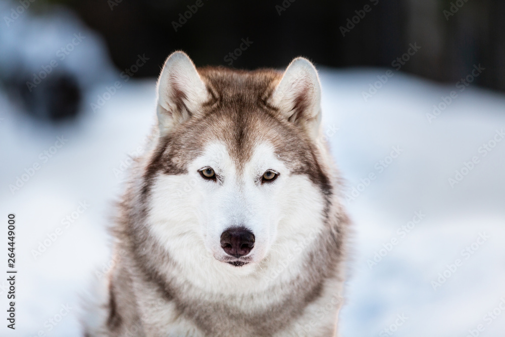 Cute, beautiful and happy siberian Husky dog sitting on the snow in winter fairy forest at golden sunset Cute, beautiful and happy siberian Husky dog sitting on the snow in winter fairy forest at golden sunset