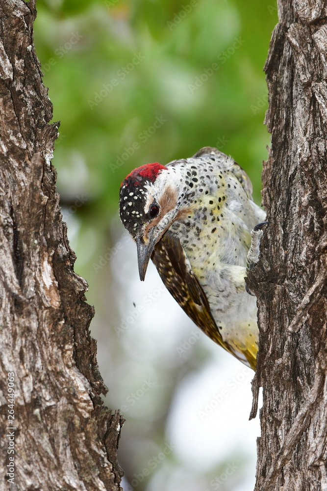 Obraz premium Bennetts woodpecker bird in Kruger national park