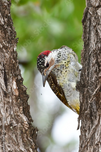 Bennetts woodpecker bird in Kruger national park photo