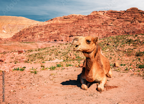 cute camel in desert