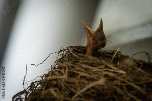 baby robin in nest