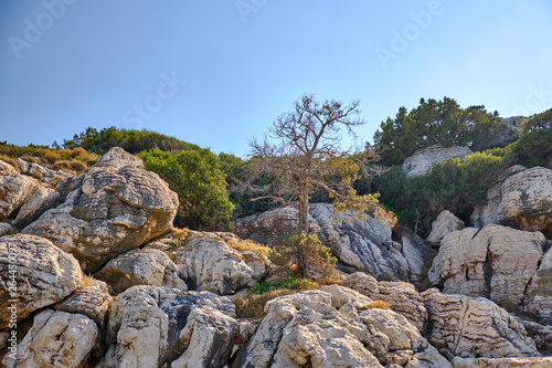 Tree growing among the stones on the mountain
