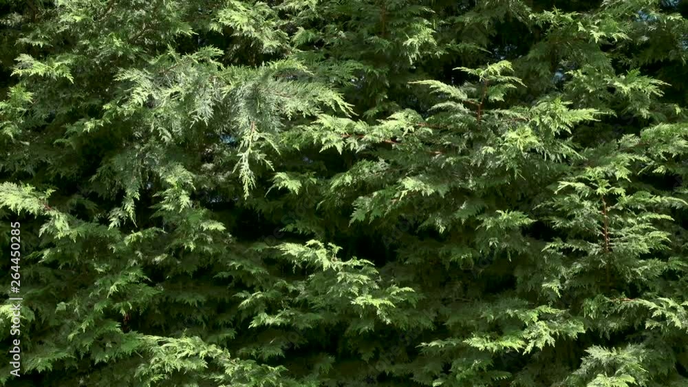 Evergreen Arborvitae tree branches. Subtle panning shot. 10 sec/60fps. Version 2. Evergreen Arborvitae tree branches. Subtle panning shot. 10 sec/60fps. Version 2.