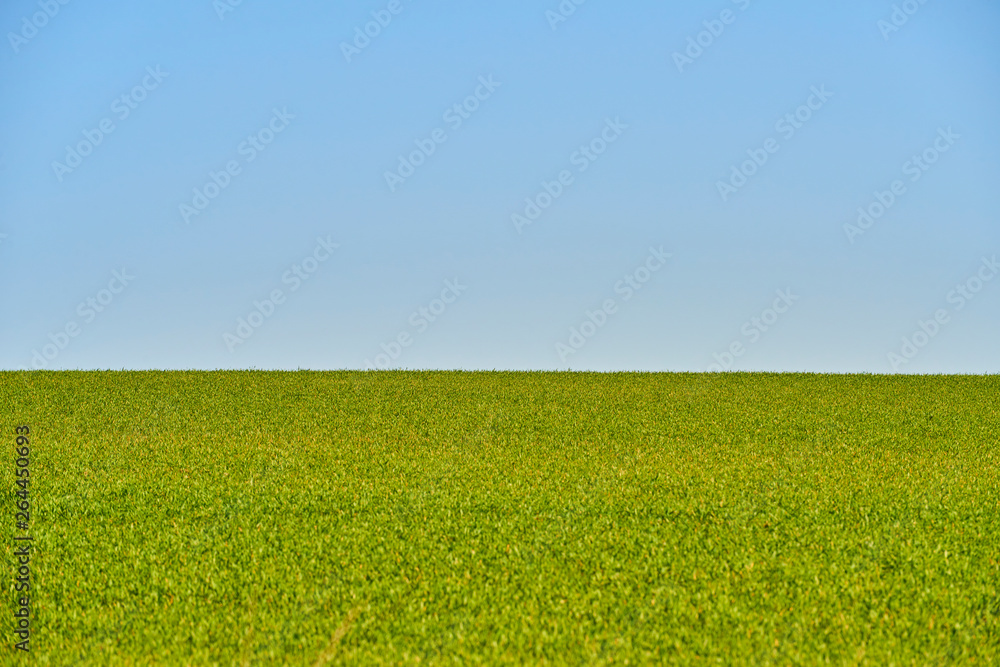 Fresh green grass in sunlight with blue sky above. Selective focus. Bright spring nature background. Sunny meadow or field texture