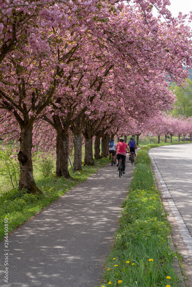 Schwarzwald im Frühling