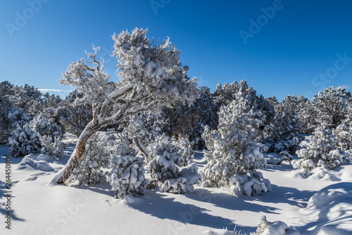 Trees near the Grand Canyon's south rim. Snow covers the trees, and also carpets the ground. Blue sky above. 