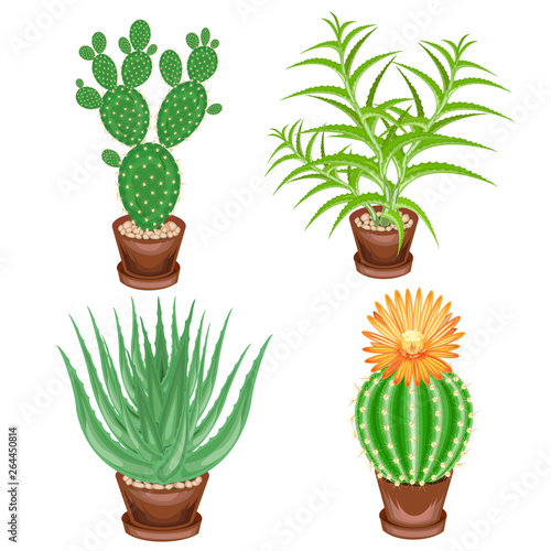 Color picture. A collection of houseplants in pots. Crassula, aloe vera, prickly pear, Mammillaria. Lovely hobby for collectors of cacti. Home and apartment decoration. Vector illustration