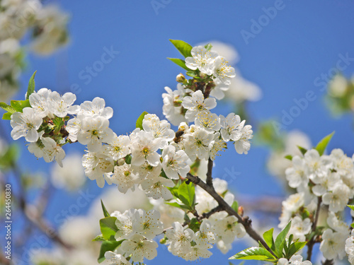 spring flowers on tree © aleksandar nakovski
