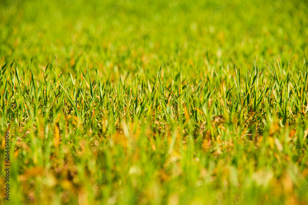 Fresh green grass in sunlight. Selective focus. Bright spring nature background. Sunny meadow or field texture Fresh green grass in sunlight. Selective focus. Bright spring nature background. Sunny meadow or field texture
