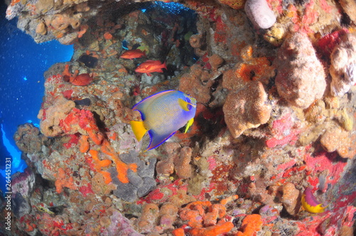 colorful fish in aquarium © Leonardo