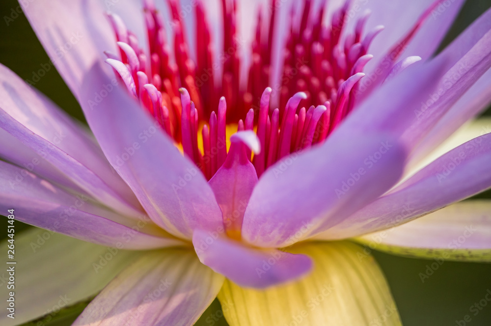 Close-up of lotus pink watching the sparkling colors  bokeh background.