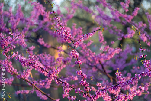 Pink flowering redbud tree in the spring
