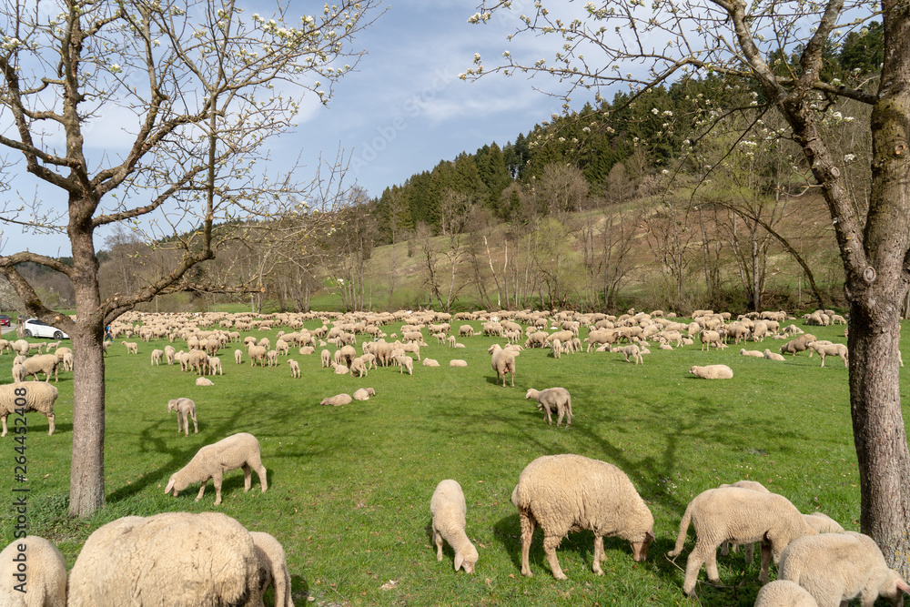 Obraz premium Schwarzwald im Frühling