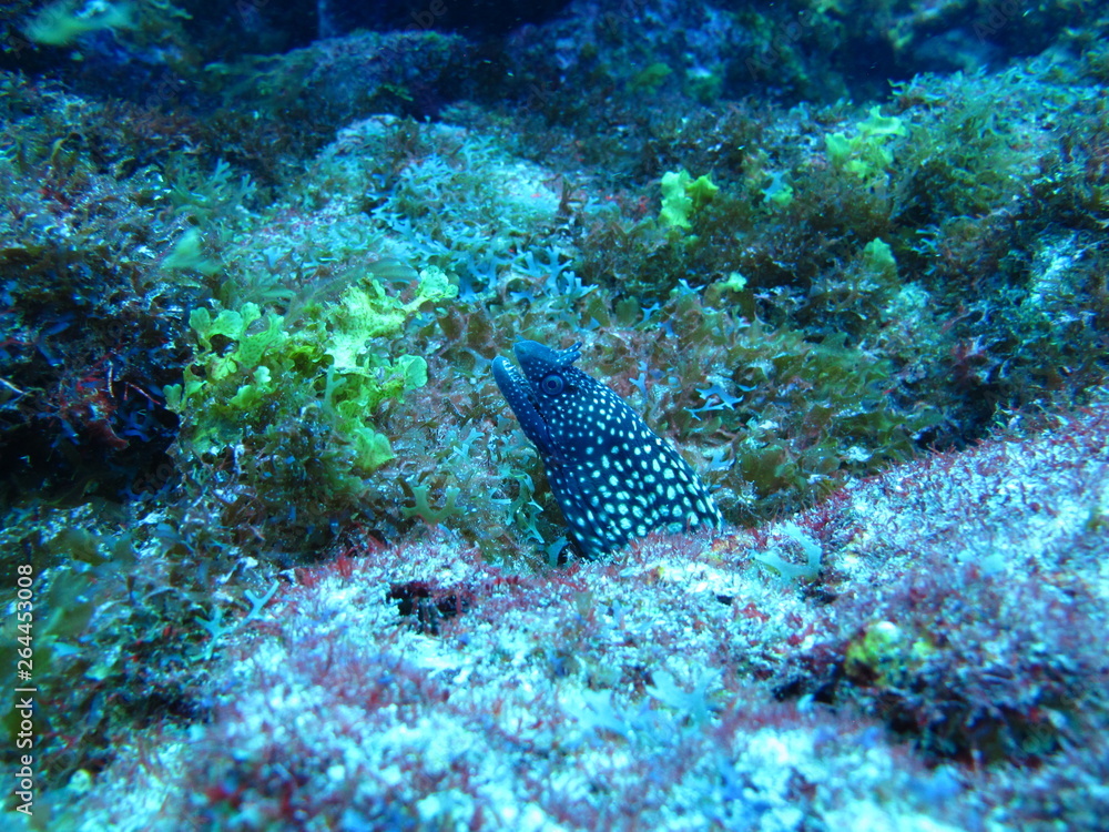 Fototapeta premium fish in the sea