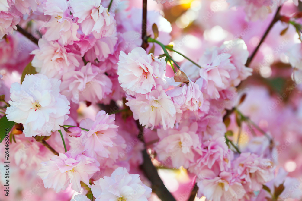 Obraz premium Flower bouquet with leaf. Soft focus. Nature blur background. Pink (lilac) color.