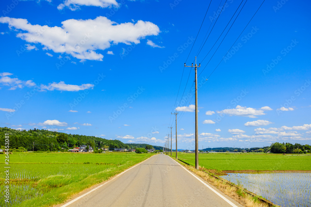 田と道と電柱 田と道と電柱