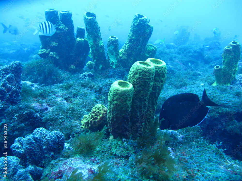Fototapeta premium scuba diver and coral reef