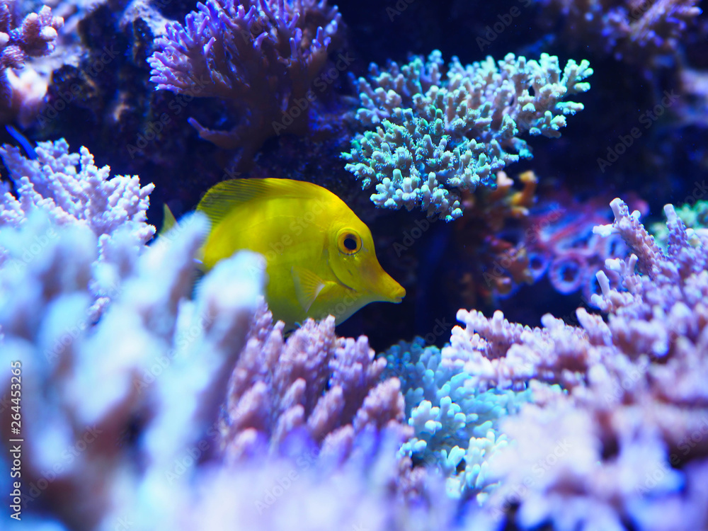 bright tropical fish
bright tropical fish