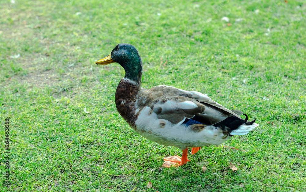 Pato Pato