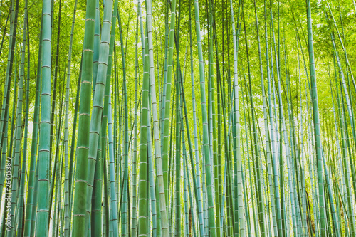 京都,嵯峨野の竹林
