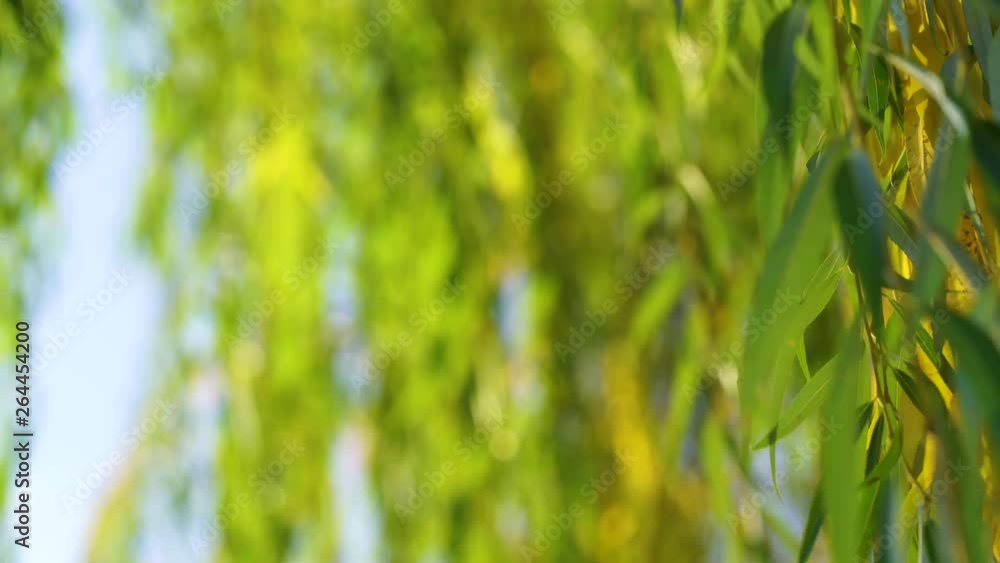 Colorful green and yellow leaves of old willow tree growing outdoors. Beautiful seasonal nature background. Colorful green and yellow leaves of old willow tree growing outdoors. Beautiful seasonal nature background.