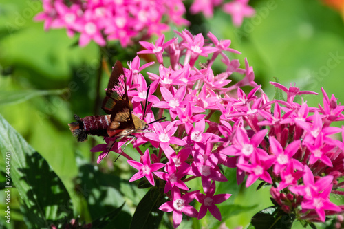 Red Hummingbird clear wing moth (Hemaris thysbe) on pink star cluster flowers photo