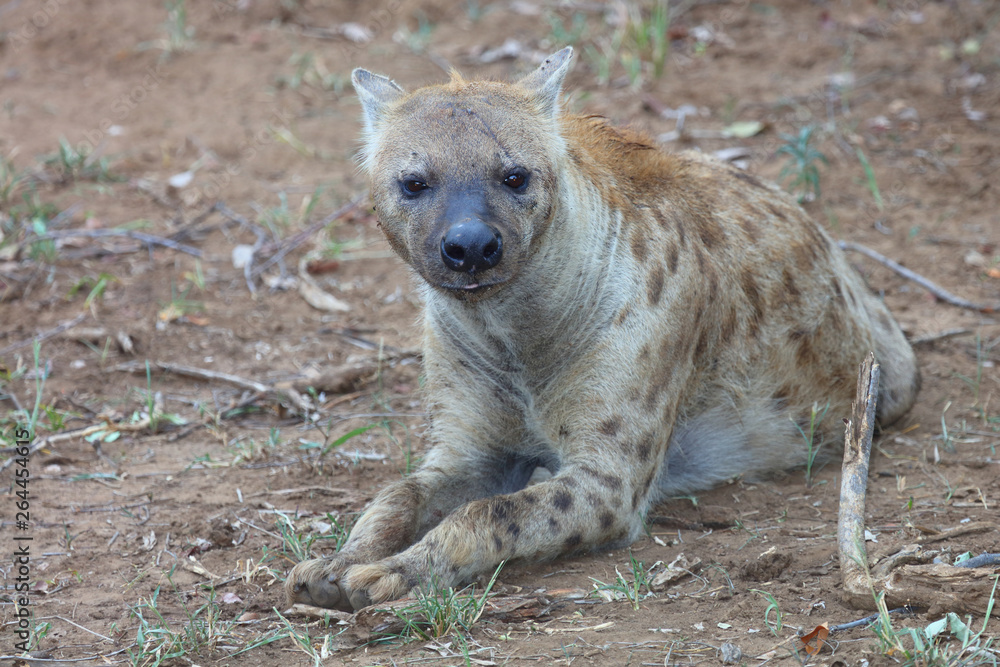 Tüpfelhyäne / Spotted hyaena / Crocuta crocuta Tüpfelhyäne / Spotted hyaena / Crocuta crocuta