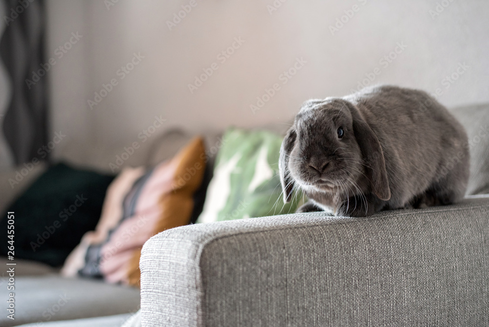 Cute little bunny on the sofa posing to the camera - obrazy, fototapety, plakaty 