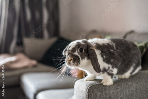 Cute little bunny on the sofa posing to the camera