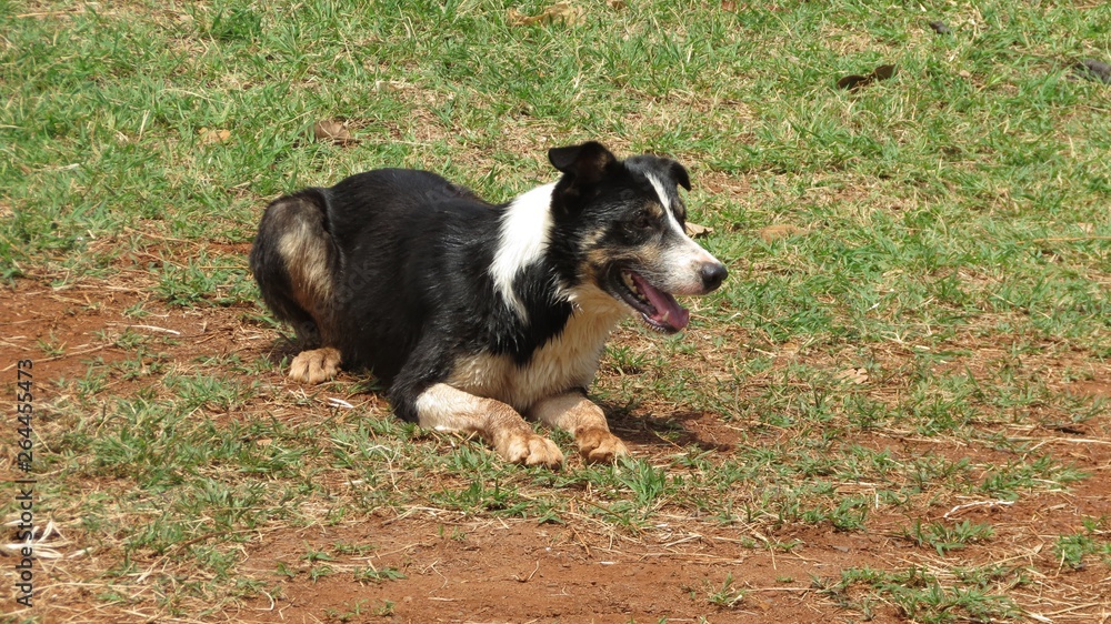 Cão Cão