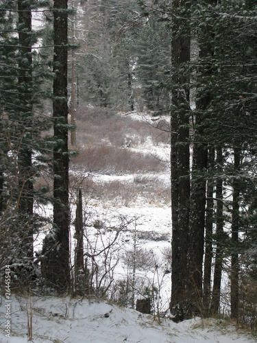 winter in the forest