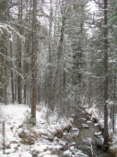forest in winter
