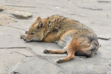 Sweet Dreams. Golden jackal (Canis aureus) sleeping