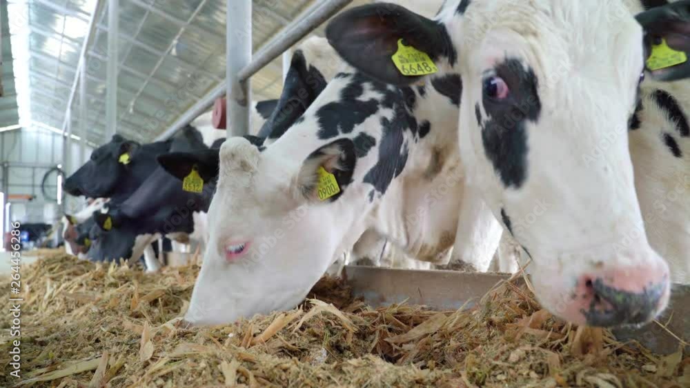 Close up Cows Feeding Process on Farm, a group of cows being fed and ...