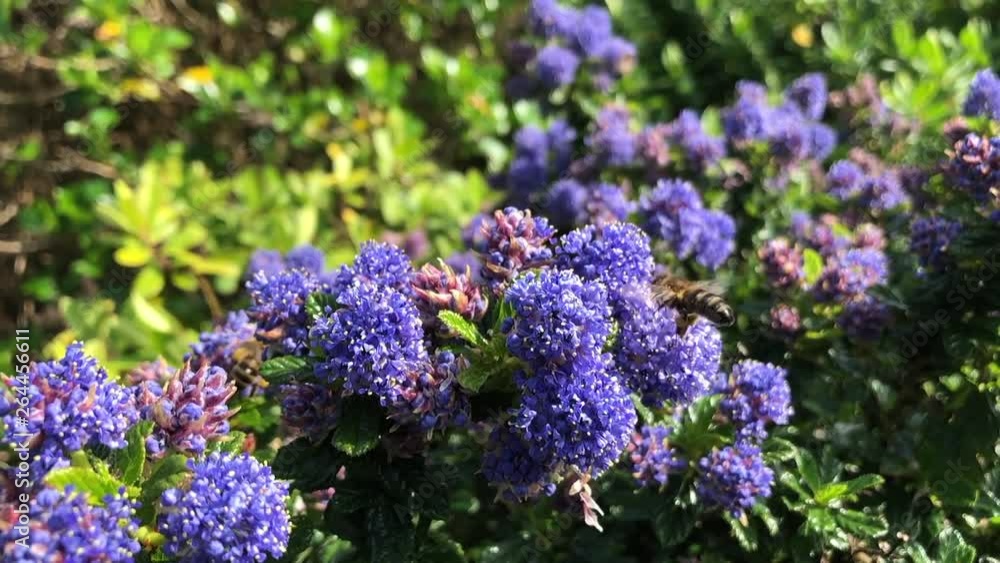 SLOW MOTION Honey Bee hovers around purple flower collecting pollen in spring time SLOW MOTION Honey Bee hovers around purple flower collecting pollen in spring time