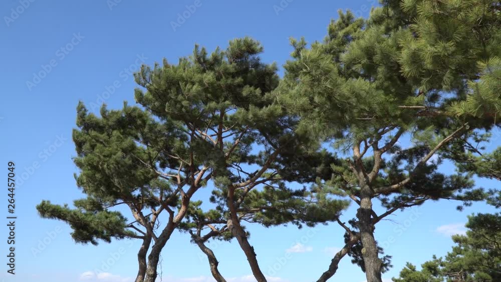 Pine tree branches, arms waving under the wind in front of blue sky at sunny weather Pine tree branches, arms waving under the wind in front of blue sky at sunny weather