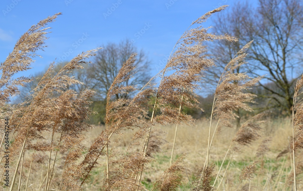 Hintergrund, zarte Gräser Hintergrund, zarte Gräser