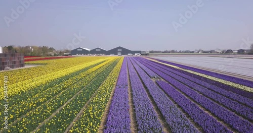 Drone is flying over colorful tulip plantation in Netherlands - 4k photo