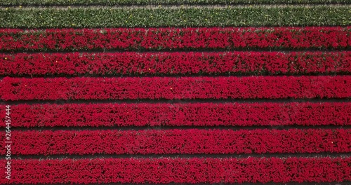 Drone is flying over colorful tulip plantation in Netherlands - 4k photo