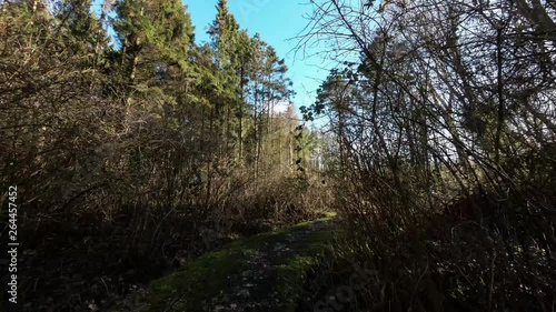 Narrow path through the forest photo