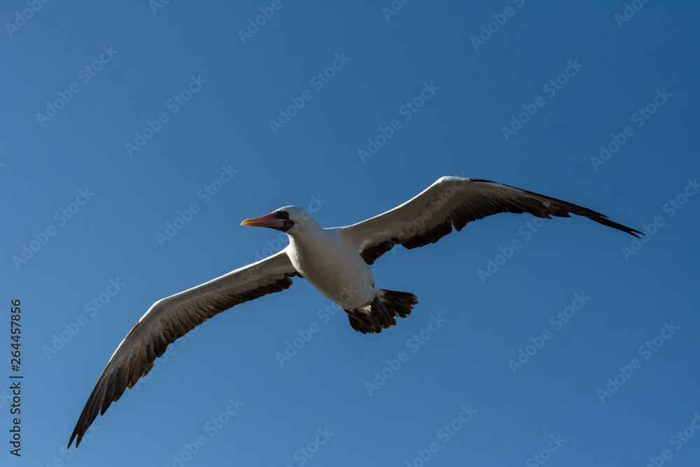 Obraz premium Soaring Nasca Boobie in ghe sky over Galapagos.