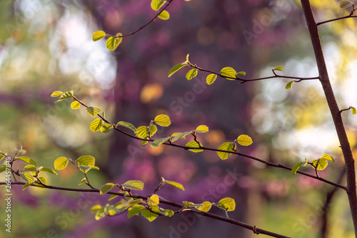 Close-up of fothergilla leaves in front of pink flowering redbud tree in the spring