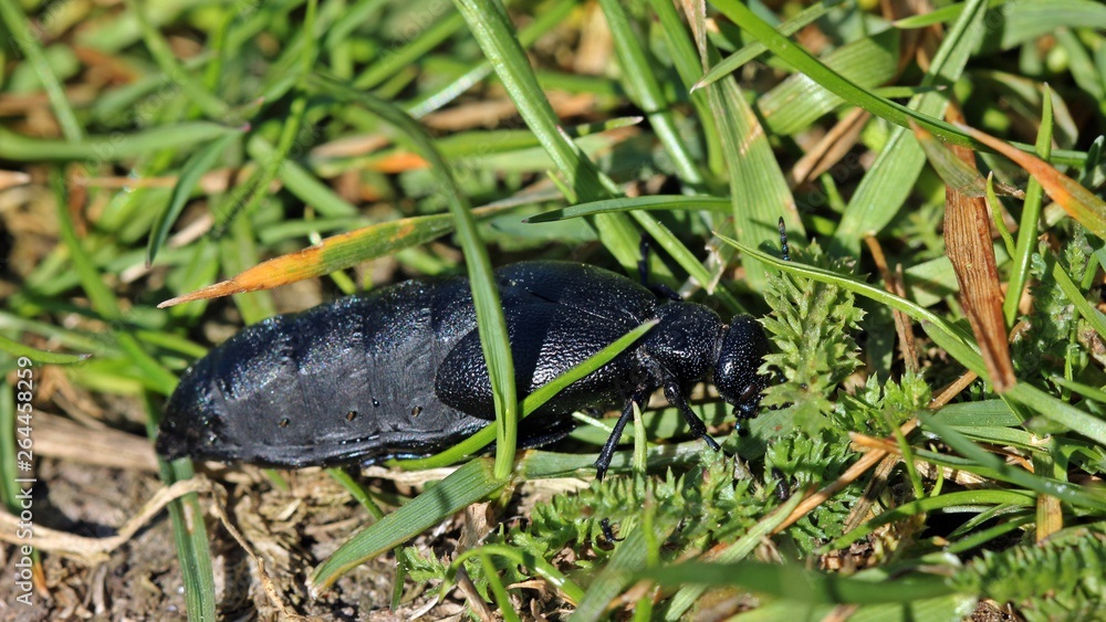 Weiblicher Schwarzblauer Ölkäfer (Meloe proscarabaeus) Weiblicher Schwarzblauer Ölkäfer (Meloe proscarabaeus)