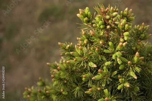 young buds of coniferous trees in the spring close up