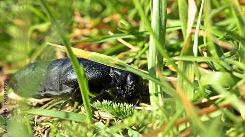 Weiblicher Schwarzblauer Ölkäfer (Meloe proscarabaeus)