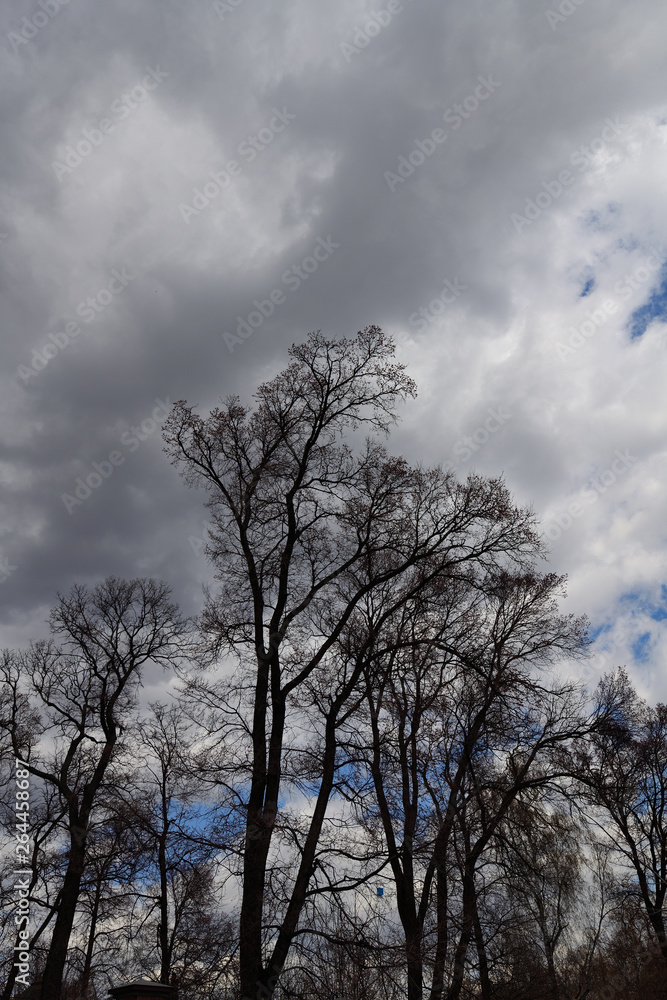 trees in spring in a city park against a cloudy sky trees in spring in a city park against a cloudy sky