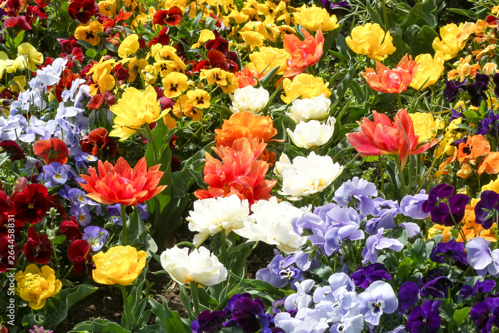 Blumenbeet mit bunten Tulpen, Tulipa