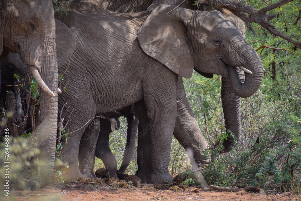 Fototapeta premium Elephants taking shade