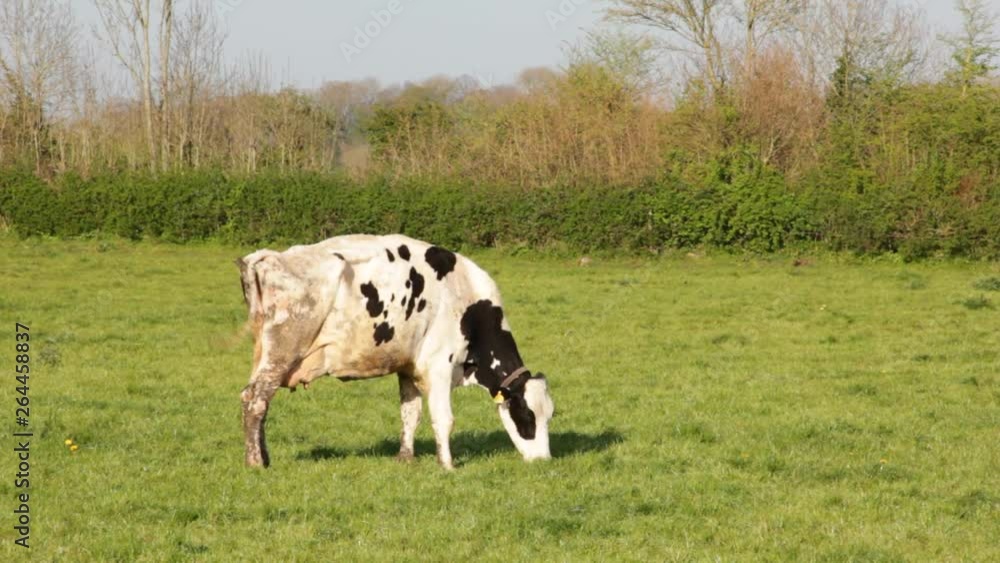 Single black and white, mottled, dairy cow standing side on eating grass Single black and white, mottled, dairy cow standing side on eating grass