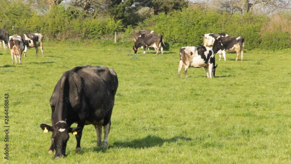 Black dairy cow eating grass in a field with other black and white, mottled, cows in the background Black dairy cow eating grass in a field with other black and white, mottled, cows in the background